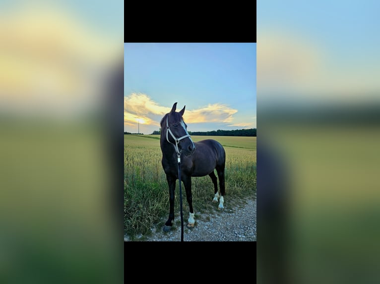 Deutsches Reitpony Stute 12 Jahre 146 cm Schwarzbrauner in Mainburg
