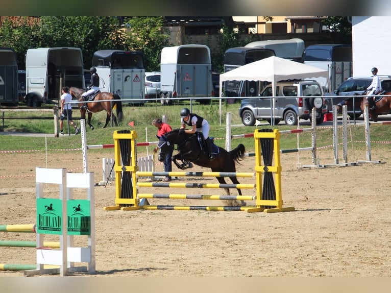 Deutsches Reitpony Stute 12 Jahre 146 cm Schwarzbrauner in Mainburg