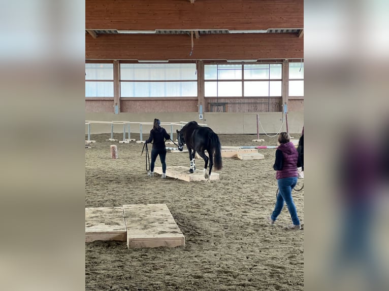 Deutsches Reitpony Stute 12 Jahre 146 cm Schwarzbrauner in Mainburg