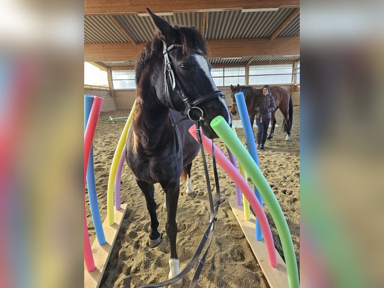 Deutsches Reitpony Stute 12 Jahre 146 cm Schwarzbrauner in Mainburg