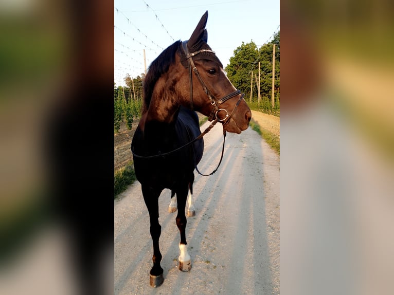 Deutsches Reitpony Stute 12 Jahre 146 cm Schwarzbrauner in Mainburg