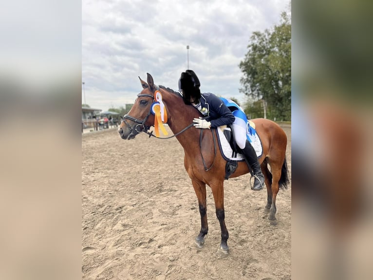 Deutsches Reitpony Stute 12 Jahre 147 cm Brauner in Wangerland