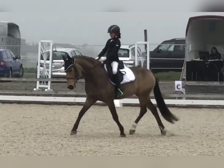 Deutsches Reitpony Stute 12 Jahre 147 cm Falbe in Interlaken