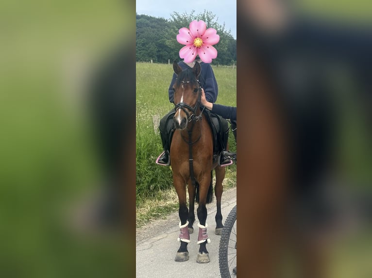 Deutsches Reitpony Stute 12 Jahre 147 cm Falbe in Büren