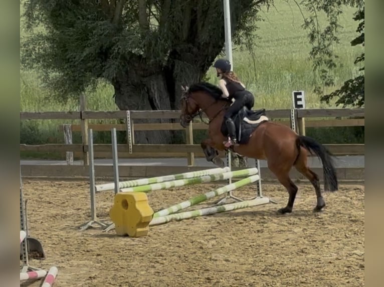 Deutsches Reitpony Stute 12 Jahre 147 cm Falbe in Büren