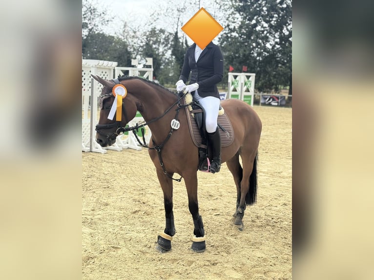 Deutsches Reitpony Stute 12 Jahre 147 cm Falbe in Büren