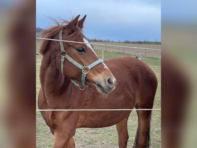 Deutsches Reitpony Stute 12 Jahre 147 cm Fuchs in Tübingen