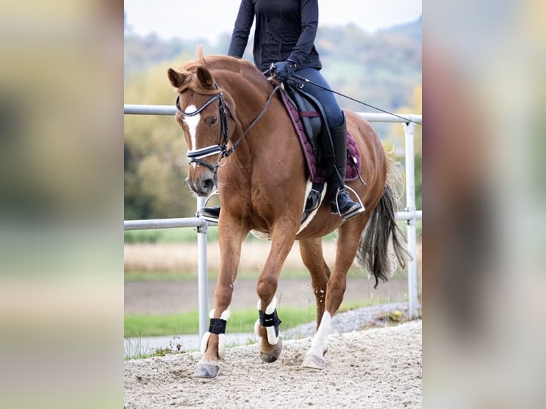 Deutsches Reitpony Stute 12 Jahre 147 cm Fuchs in Tübingen
