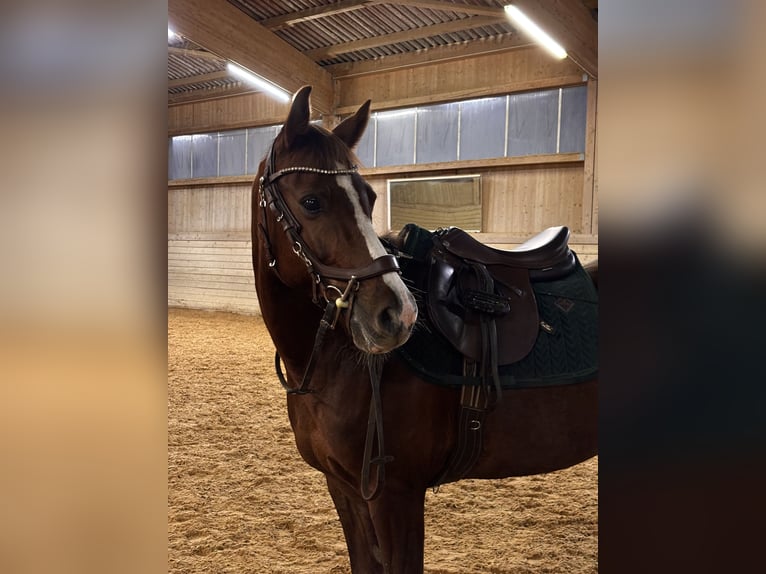 Deutsches Reitpony Stute 12 Jahre 147 cm Fuchs in Weil