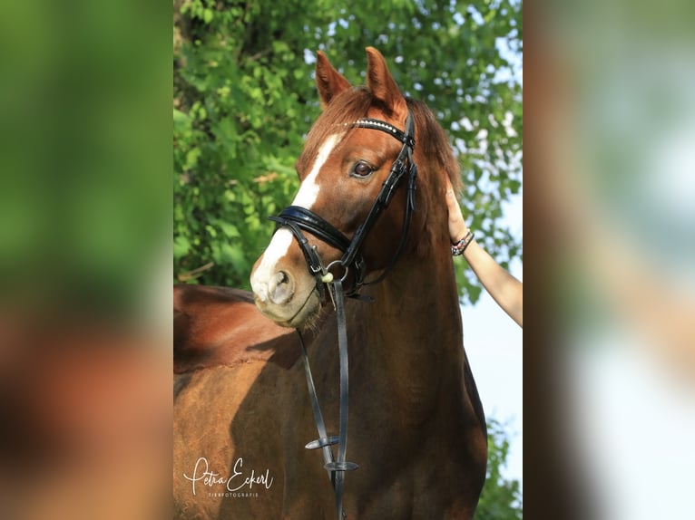 Deutsches Reitpony Stute 12 Jahre 147 cm Fuchs in Weil