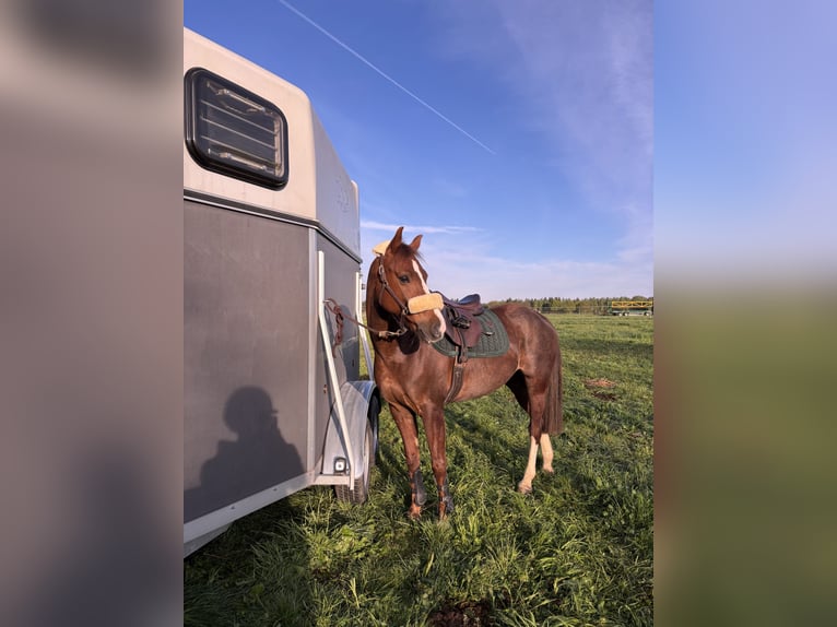 Deutsches Reitpony Stute 12 Jahre 147 cm Fuchs in Weil