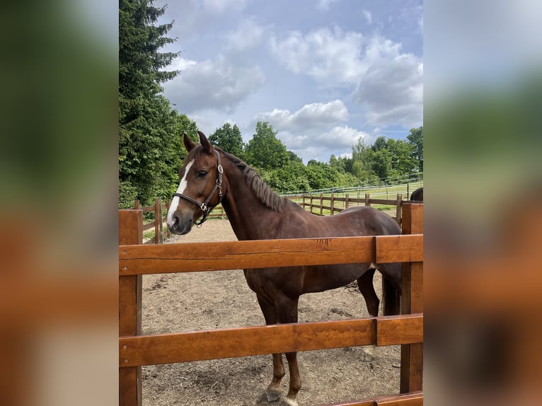 Deutsches Reitpony Stute 12 Jahre 147 cm Fuchs in Weil