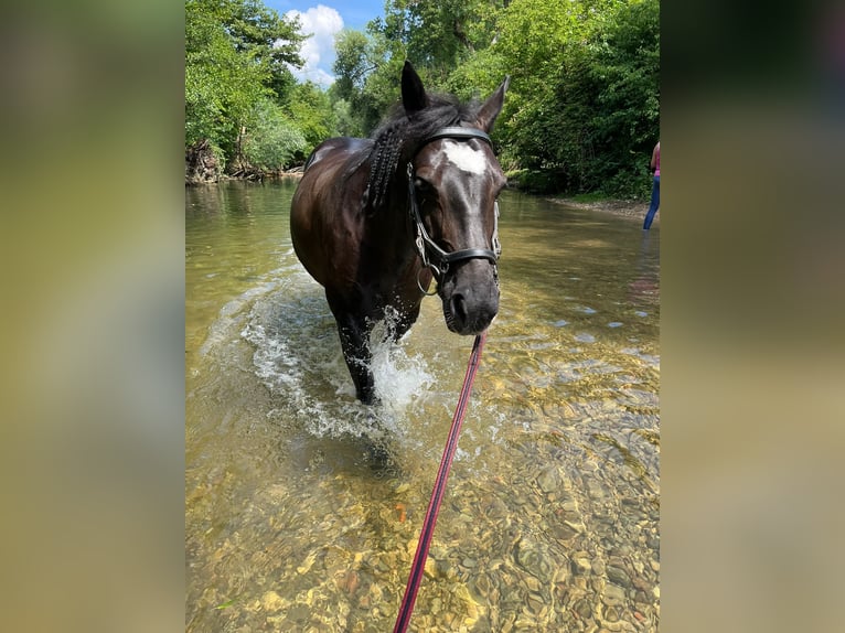 Deutsches Reitpony Mix Stute 12 Jahre 147 cm Rappe in Wernau