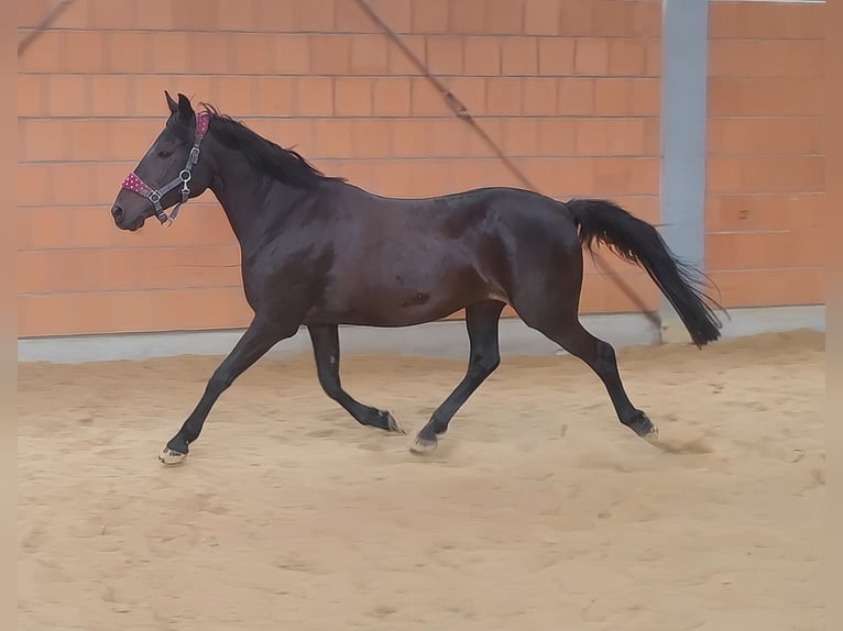 Deutsches Reitpony Stute 12 Jahre 147 cm Rappe in Lage