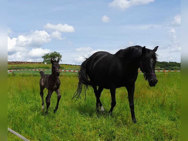 Deutsches Reitpony Stute 12 Jahre 147 cm Rappe in Brombachtal