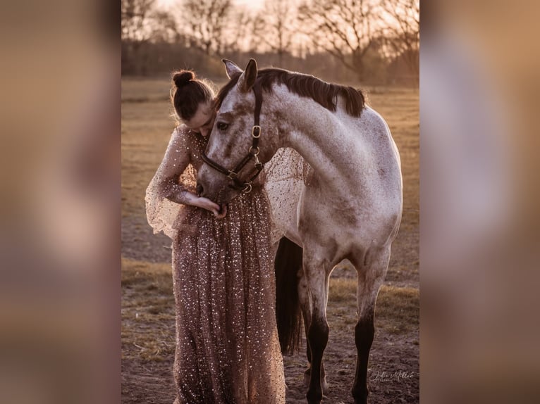 Deutsches Reitpony Mix Stute 12 Jahre 147 cm Rotschimmel in Moers