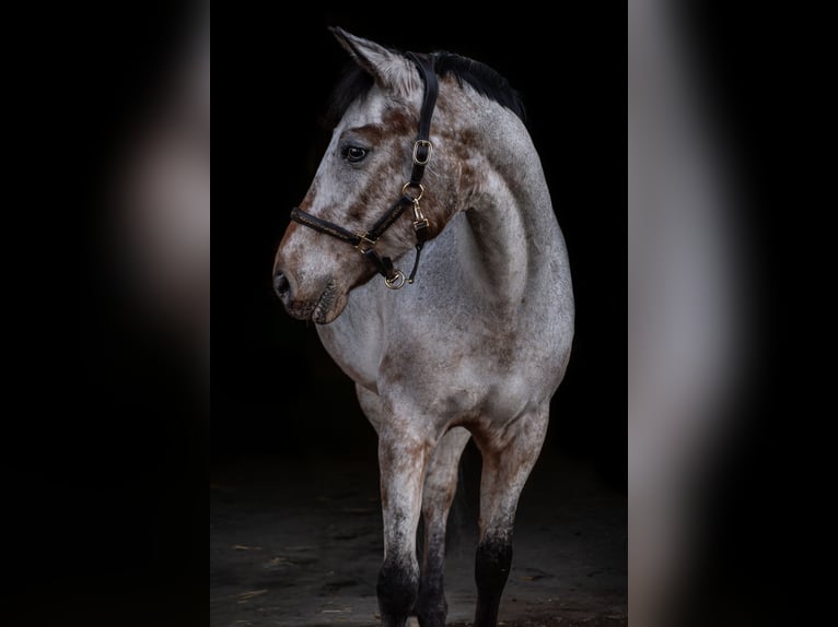 Deutsches Reitpony Mix Stute 12 Jahre 147 cm Rotschimmel in Moers