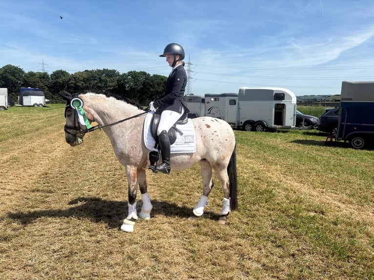 Deutsches Reitpony Mix Stute 12 Jahre 147 cm Rotschimmel in Moers