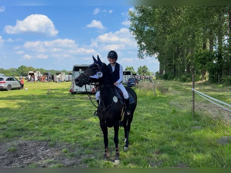 Deutsches Reitpony Stute 12 Jahre 147 cm Schwarzbrauner in Luckau