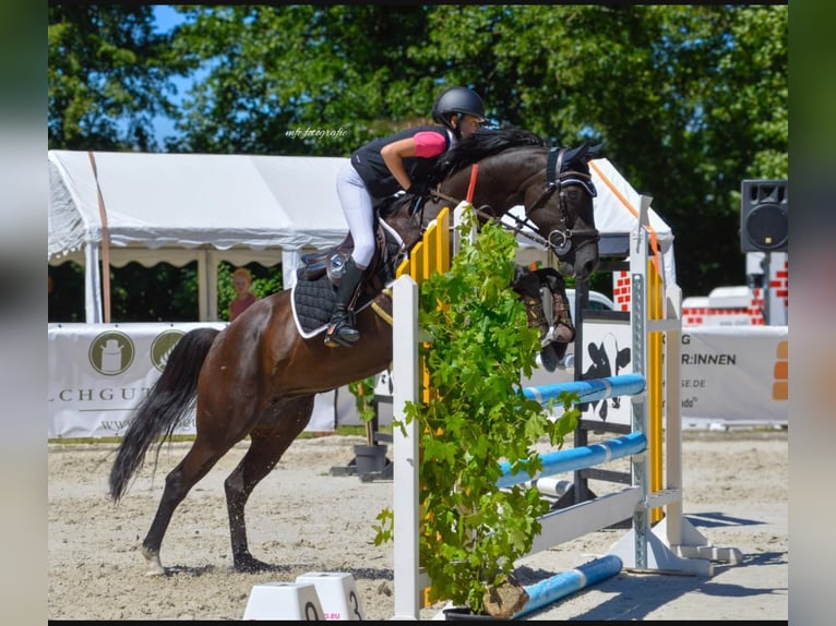 Deutsches Reitpony Stute 12 Jahre 147 cm Schwarzbrauner in Luckau