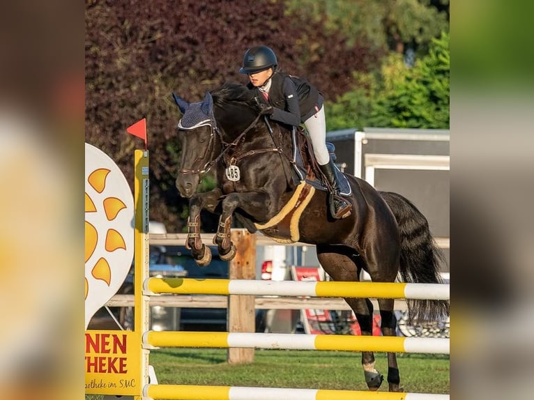Deutsches Reitpony Stute 12 Jahre 147 cm Schwarzbrauner in Luckau