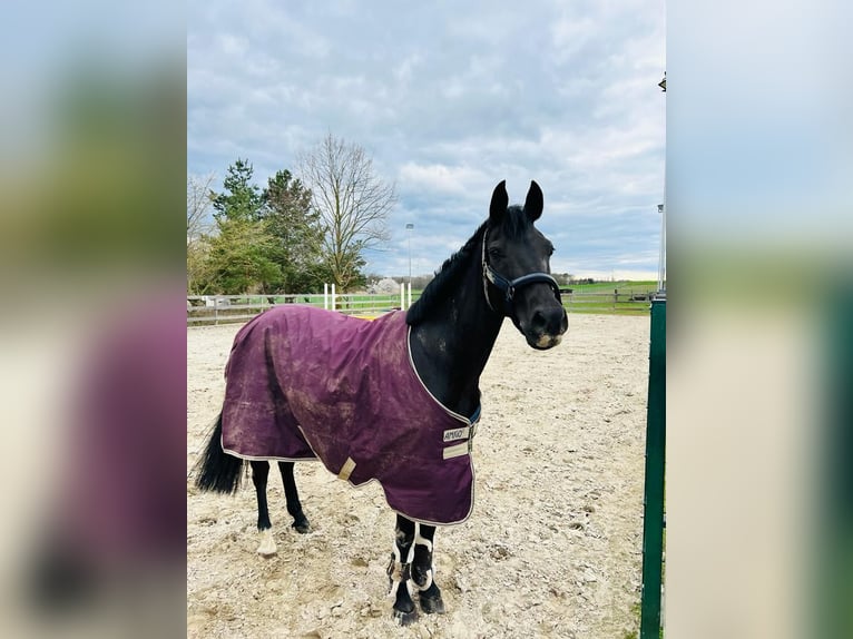 Deutsches Reitpony Stute 12 Jahre 147 cm Schwarzbrauner in Luckau