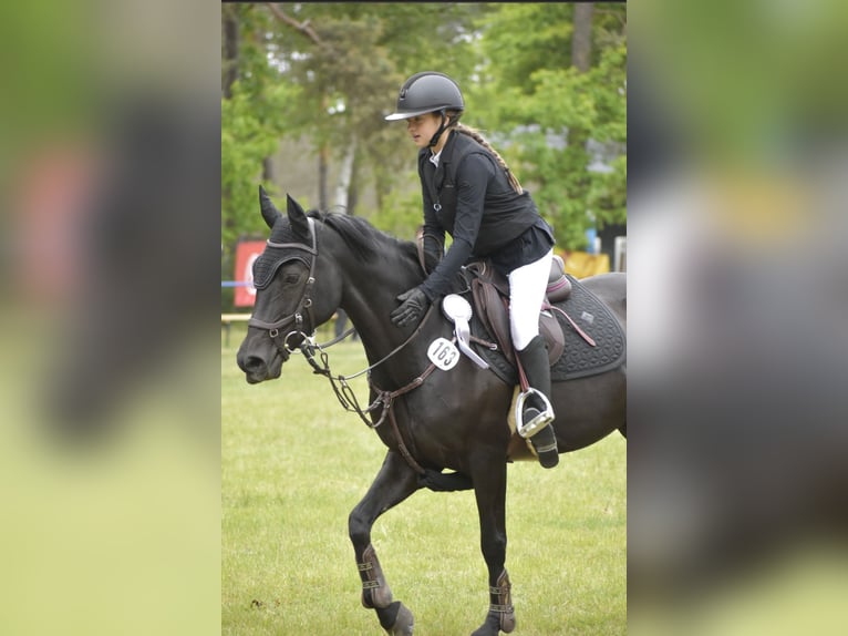 Deutsches Reitpony Stute 12 Jahre 147 cm Schwarzbrauner in Luckau