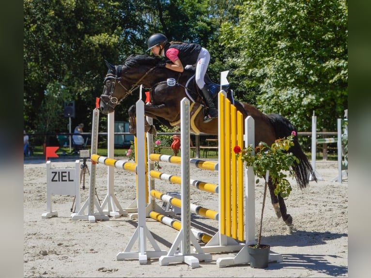 Deutsches Reitpony Stute 12 Jahre 147 cm Schwarzbrauner in Luckau