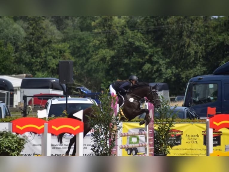 Deutsches Reitpony Stute 12 Jahre 147 cm Schwarzbrauner in Luckau