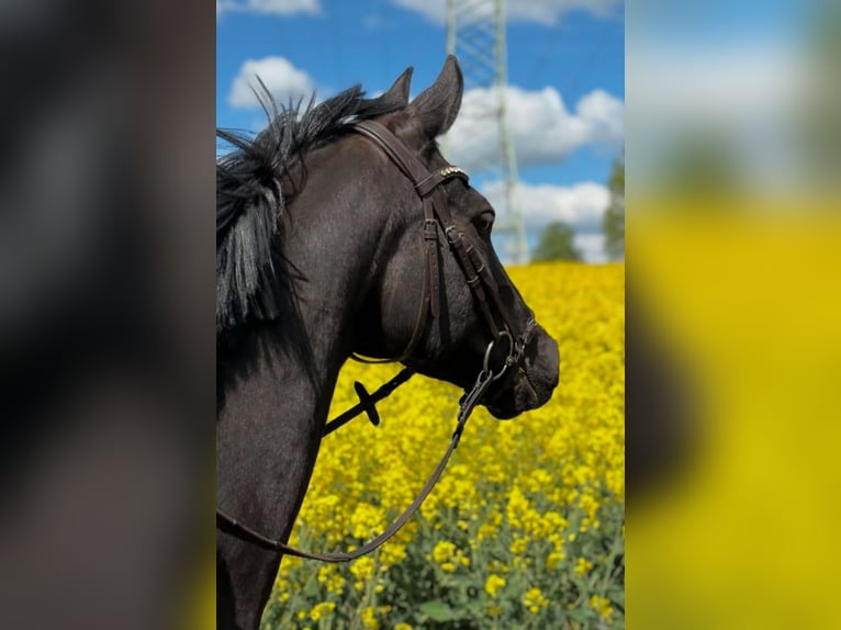 Deutsches Reitpony Stute 12 Jahre 147 cm Schwarzbrauner in Luckau
