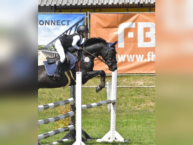 Deutsches Reitpony Stute 12 Jahre 147 cm Schwarzbrauner in Luckau