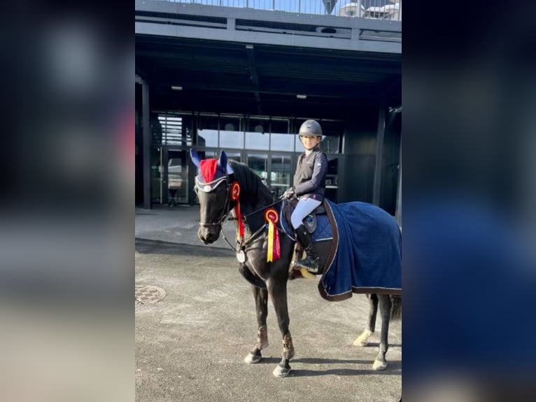 Deutsches Reitpony Stute 12 Jahre 147 cm Schwarzbrauner in Luckau