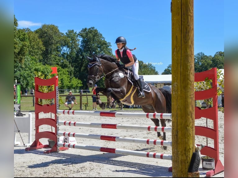 Deutsches Reitpony Stute 12 Jahre 147 cm Schwarzbrauner in Luckau