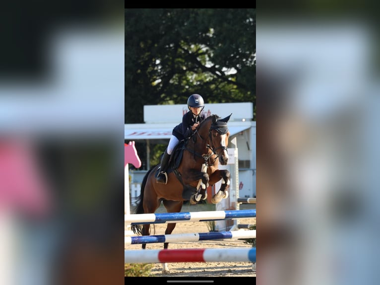Deutsches Reitpony Stute 12 Jahre 147 cm in Bakum