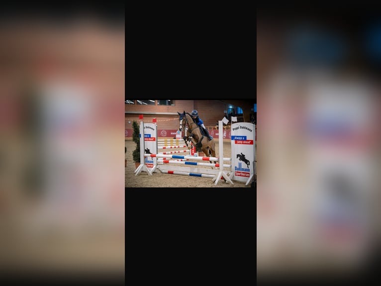 Deutsches Reitpony Stute 12 Jahre 147 cm in Bakum