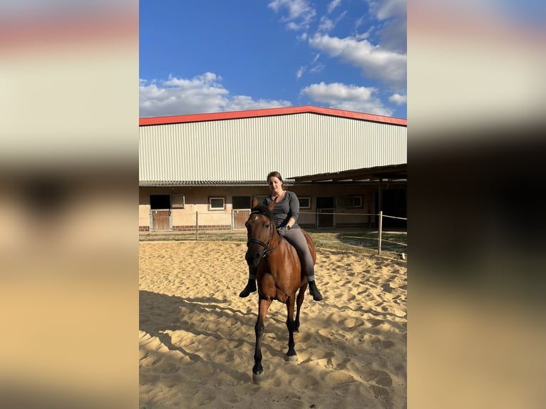 Deutsches Reitpony Stute 12 Jahre 148 cm Brauner in Bellstedt