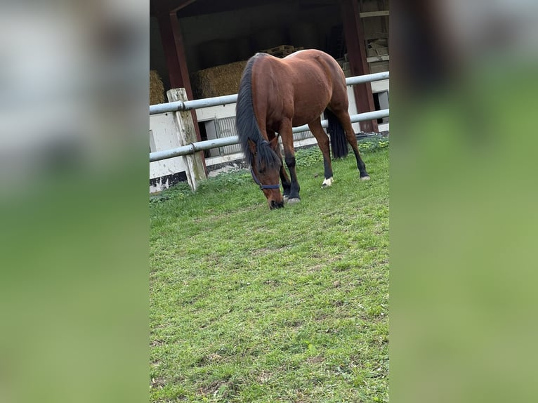 Deutsches Reitpony Stute 12 Jahre 148 cm Brauner in Bellstedt