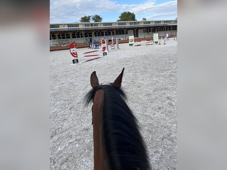 Deutsches Reitpony Stute 12 Jahre 148 cm Brauner in Bellstedt