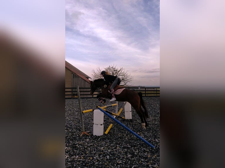 Deutsches Reitpony Stute 12 Jahre 148 cm Brauner in Giebelstadt