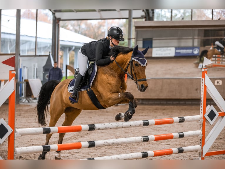 Deutsches Reitpony Stute 12 Jahre 148 cm Brauner in Goch