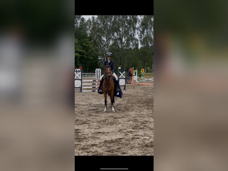 Deutsches Reitpony Stute 12 Jahre 148 cm Brauner in Lengenfeld