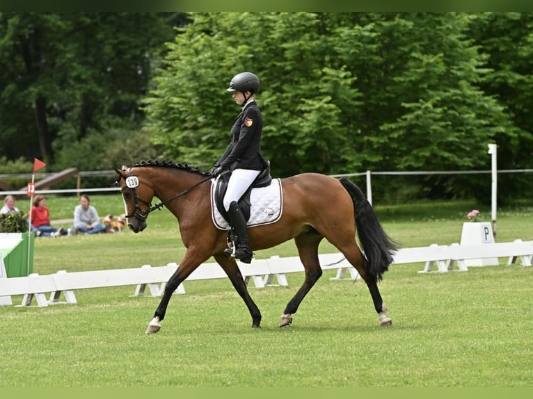 Deutsches Reitpony Stute 12 Jahre 148 cm Brauner in L&#xF6;ningeN