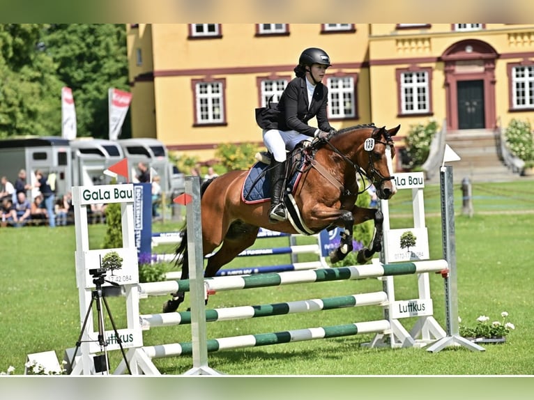 Deutsches Reitpony Stute 12 Jahre 148 cm Brauner in L&#xF6;ningeN