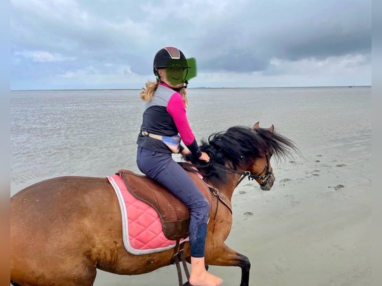 Deutsches Reitpony Stute 12 Jahre 148 cm Brauner in L&#xF6;ningeN