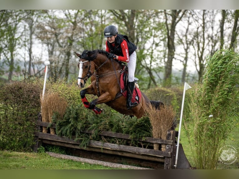 Deutsches Reitpony Stute 12 Jahre 148 cm Brauner in L&#xF6;ningeN