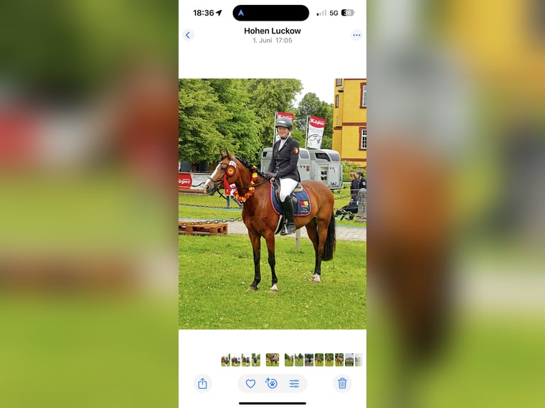 Deutsches Reitpony Stute 12 Jahre 148 cm Brauner in L&#xF6;ningeN