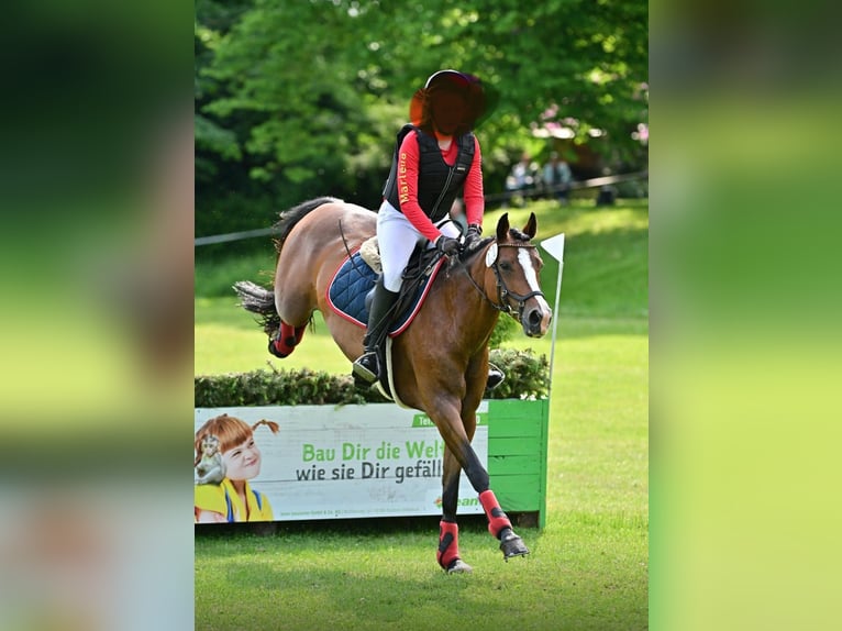 Deutsches Reitpony Stute 12 Jahre 148 cm Brauner in L&#xF6;ningeN