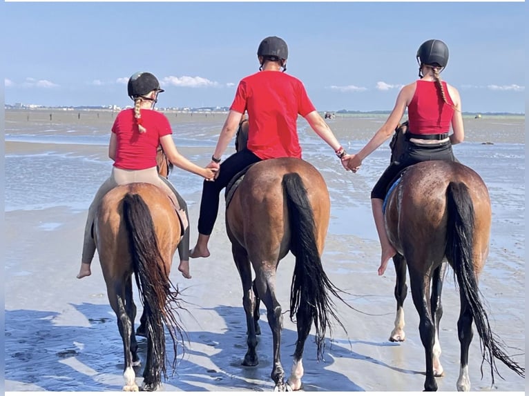 Deutsches Reitpony Stute 12 Jahre 148 cm Brauner in L&#xF6;ningeN
