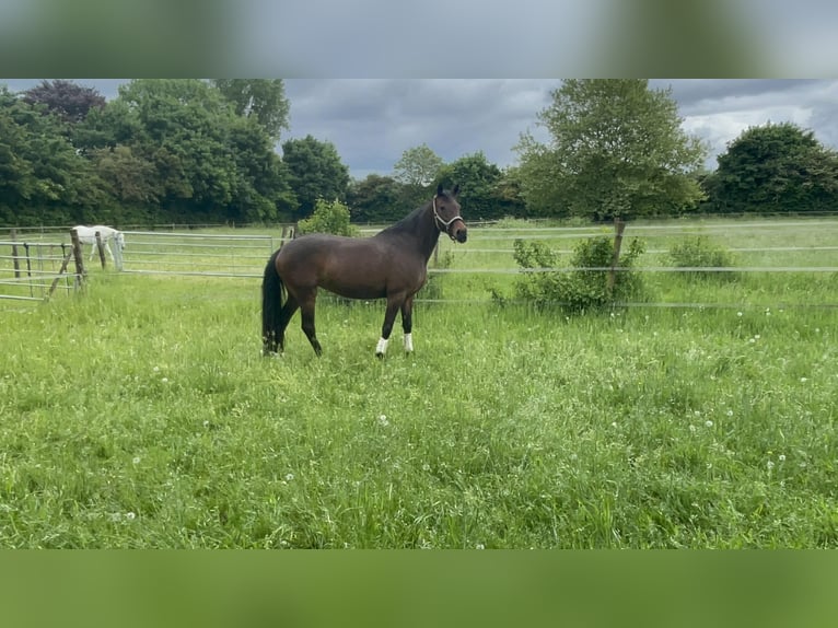 Deutsches Reitpony Stute 12 Jahre 148 cm Brauner in Meerbusch
