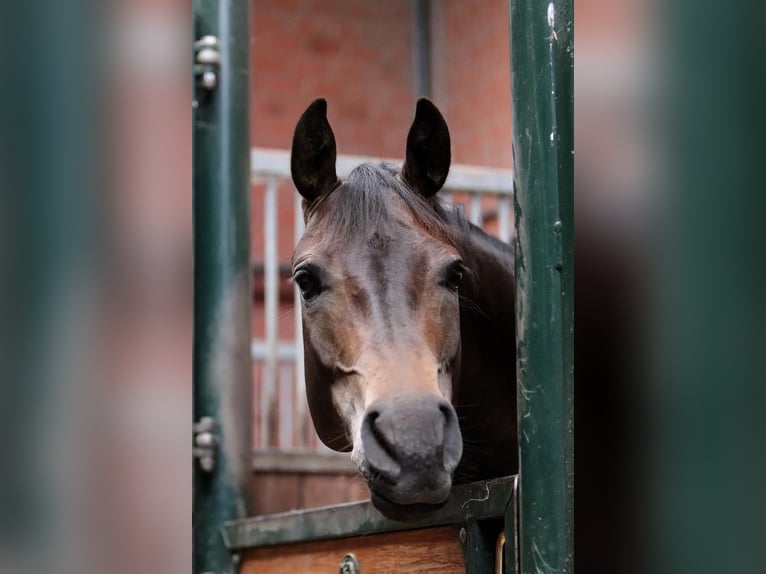 Deutsches Reitpony Stute 12 Jahre 148 cm Buckskin in Buxtehude